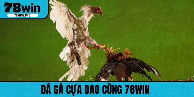 Đá Gà Cựa Dao - Trải Nghiệm Kịch Tính Khó Quên Tại 78WIN