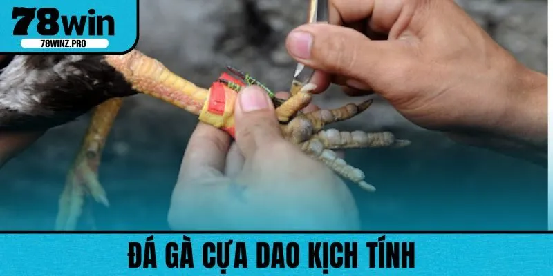 Đá gà cựa dao được nhiều chiến kê lựa chọn 