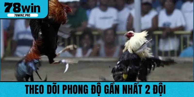 Nên theo dõi lịch sử đá của mỗi chiến kê để gia tăng phần thắng