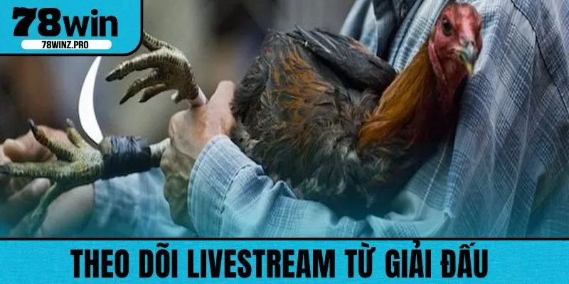 Người chơi có thể theo dõi cuộc chiến trực tiếp từ các đấu trường gà
